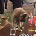 貓咪喝水時杯子被悄悄拿走發現不對表情徹底亮了