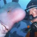 80歲潛水員30年前救了一條瀕死的隆頭魚，它竟這樣報恩！