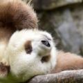 全世界唯一的「棕色」熊貓遭爸媽狠心拋棄，但是被人類發現後卻爆紅讓大家都愛死牠！