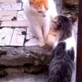 兩只貓吵架太有意思，一開始罵罵咧咧最後...