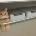 網友家的橘貓每天蹲守回收站，只要來這裡就一定能看到牠的身影，知道原因後真的令人忍俊不禁！