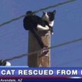 有人報警說看到貓咪爬到電線桿頂沒有辦法下來，當救援人員抵達準備開始救援時，貓咪舉動令救援人員尷尬了...