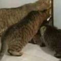 三隻貓貓不斷往門縫裡偷看，以為想吃罐罐...過去一看...現在還沒12點啊！！！