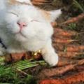 主人去田裡挖胡蘿卜，家裡貓看見後非常開心，看牠這小表情高興地像隻兔子一樣！