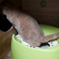 網友買了新貓盆，好不容易等到貓咪有便意去用，一看......等等，這不是那樣用的啦！