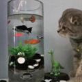 網友買回一個魚缸，家貓趁他不注意的時候，伸出貓爪，然後~