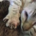 母豹貓被當做發財機器，死死抱住剛出生的小奶貓，雙眼飽含淚水