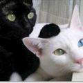 網友怕家裡黑喵太孤單，領養了ㄧ隻「白貓」陪牠，想不到半年後....