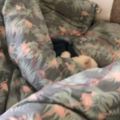 鏟屎官到處都找不到貓咪，結果貓咪卻躲在被窩裡面睡大覺