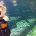 主人帶貓咪外出遊玩，一到海洋館，貓咪的表情瞬間亮了！