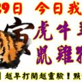 8月29日，今日我最旺！虎牛羊兔鼠雞猴馬！【77888】越早打開越靈驗！點個讚吧！