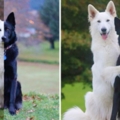這2隻黑白牧羊犬超會拍「婚紗照」　人類最愛擺的姿勢牠們都會