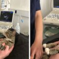 貓貓做產檢「認真看超音波」　發現懷孕表情超驚訝：我要當媽了？