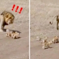 4隻小奶獅「緊跟雄獅爸」　牠一回頭嚇跑：我不要帶小孩啊～