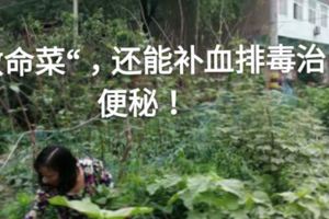 長在農村路邊的」救命菜「，還能補血排毒治便秘！