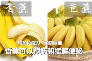 香蕉和芭蕉形態相近，營養價值卻相距甚遠，你會區分它們嗎？