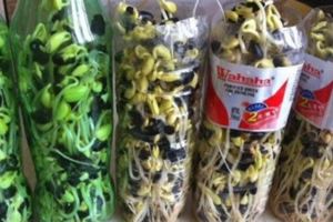 在家發豆芽，一個塑料瓶就搞定，零失敗，從此安心吃豆芽！