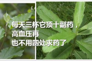 每天三杯它頂十副藥，高血壓再也不用四處求藥了，家有高血壓的人，記得存