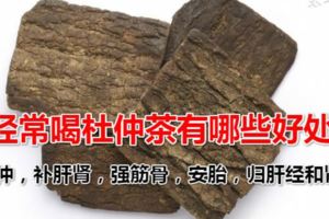 經常喝杜仲茶有哪些好處？杜仲真的可以降壓嗎？