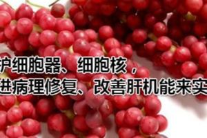 為什麼五味子能夠修復肝損傷？保護細胞器、細胞核，促進病理修復、改善肝機能來實現