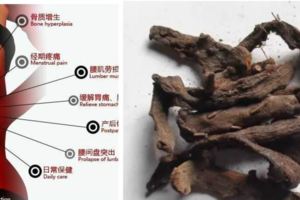 腰間盤突出不要怕，老中西珍藏多年神秘藥方7個，總有一個是你要的