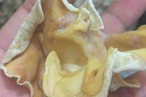 蛋白質含量高的食物鐵含量是菠菜的20倍，蛋白質和肉相當，這「素中之葷」您吃過嗎