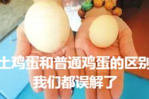 土雞蛋和普通雞蛋的區別，這些年我們都誤解了