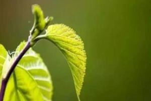 糖尿病治療，一種樹葉對對空腹餐後都有效果，您用過嗎？