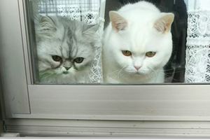 兩隻喵超認真盯著窗外看，知道在看什麼後牠們最後竟然...網友全笑炸啦！（附影片）