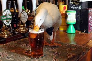 鴨子某天跟主人進酒吧之後就迷上了喝酒，但喝醉的牠竟然大膽去挑釁狗狗…