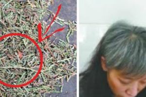 它是白發剋星，擁有烏黑亮麗秀發不再難