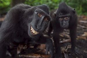 10張證明「黑冠獼猴是地表上最快樂動物」的照片，它們每一次的露齒大笑都讓人嘴角失守！