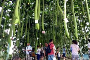 1種人人都知道的蔬菜，入藥可祛風通絡、活血化瘀、止痛