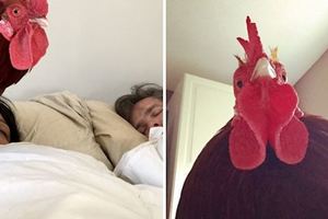 寵物公雞「最可愛的叫床方式」讓主人每天被萌醒，超囂張的模樣網友都笑噴！