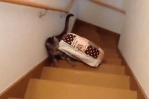 好不容易快到二樓，床鋪卻往下滾，喵皇放棄貓生的懶惰反應讓網友全笑噴！！
