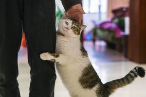 日本愛貓協會總結的養貓十誡，看完最後一條，眼淚就止不住了！