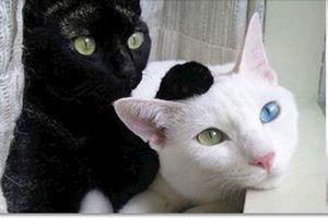 網友怕家裡黑喵太孤單，領養了ㄧ隻「白貓」陪牠，想不到半年後....