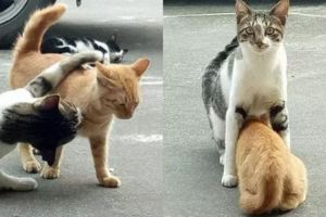 路邊躺著的貓一把摟住路過的橘貓，竟讓橘貓做這種事，嘖嘖嘖嘖！