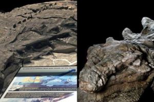 煤礦工人挖到恐龍化石,這件化石更像是一具有血有肉的遺體!