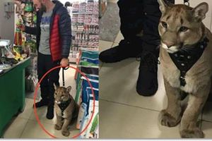 在寵物店竟看見有人帶「美洲獅」來買衣服！當牠試穿衣服時...比貓狗還乖100倍！！