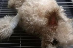 狗狗被主人踢成癱瘓，送到醫院後離開，下一刻它的反應讓人哭慘！