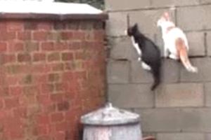牆上長出兩隻貓，網友：世界那麼大，它倆想翻牆出去看看