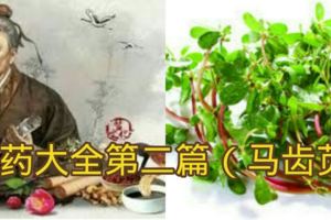 中藥大全第二篇（馬齒莧）馬齒莧的功效、作用與食用方法！