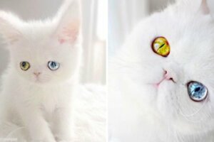 是寶石嗎？　純白小貓有異色瞳　夢幻顏值征服全世界