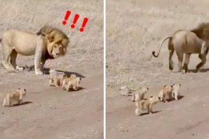 4隻小奶獅「緊跟雄獅爸」　牠一回頭嚇跑：我不要帶小孩啊～