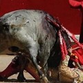 ​西班牙鬥牛士被牛角絆倒摔落在地，接下來公牛的舉動讓全場都失聲尖叫了！