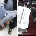這隻超衰被拿來運毒的鴿子慘被警察發現並逮捕，毒販腦洞大開的點子讓人傻眼至極！