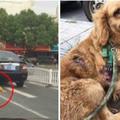 黃金獵犬被「綁在車門上拖行」全身裂開，司機稱：「不知道有狗...」