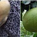 中秋節吃柚子讓阿嬤「手臂整塊瘀青」，醫生呼籲有服用這類藥物的民眾要小心！