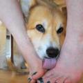 狗狗為什麼那麼愛「舔腳」？獸醫：千萬不要懲罰！